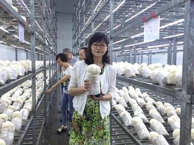 农科新星“沪猴3号”成功转让，为猴头菇全产业链发展注入强劲动能